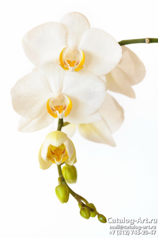 White orchids 46